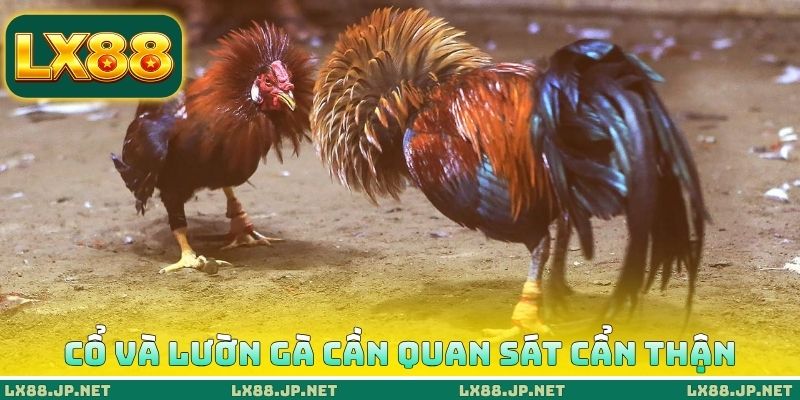 Thủ Thuật Đá Gà Thomo - 5 Cách Săn Thần Kê Từ Cao Thủ 2 Cổ và lườn gà cần quan sát cẩn thận