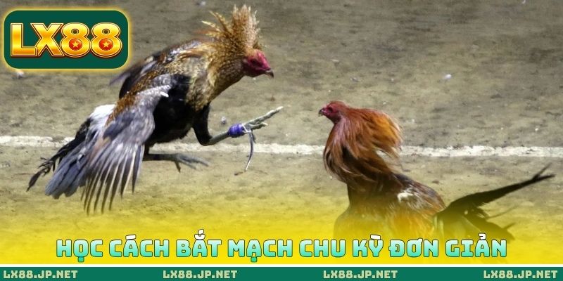 Thủ Thuật Đá Gà Thomo - 5 Cách Săn Thần Kê Từ Cao Thủ 3 Học cách bắt mạch chu kỳ đơn giản