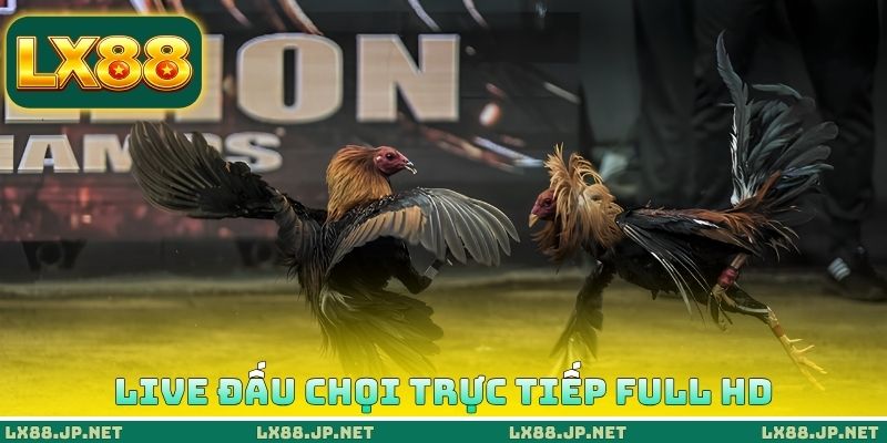 Live đấu chọi trực tiếp full HD