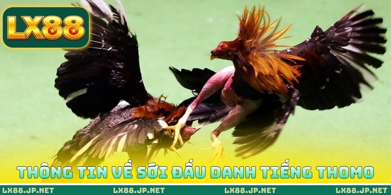 Thủ Thuật Đá Gà Thomo - 5 Cách Săn Thần Kê Từ Cao Thủ 1 Thông tin về sới đấu danh tiếng Thomo