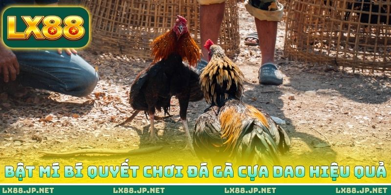 Bật mí bí quyết chơi đá gà cựa dao hiệu quả Bật mí bí quyết chơi đá gà cựa dao hiệu quả