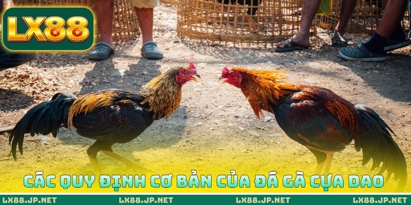 Các quy định cơ bản của đá gà cựa dao Các quy định cơ bản của đá gà cựa dao