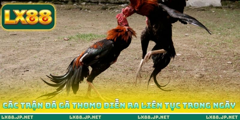 Các trận đá gà Thomo diễn ra liên tục trong ngày Các trận đá gà Thomo diễn ra liên tục trong ngày