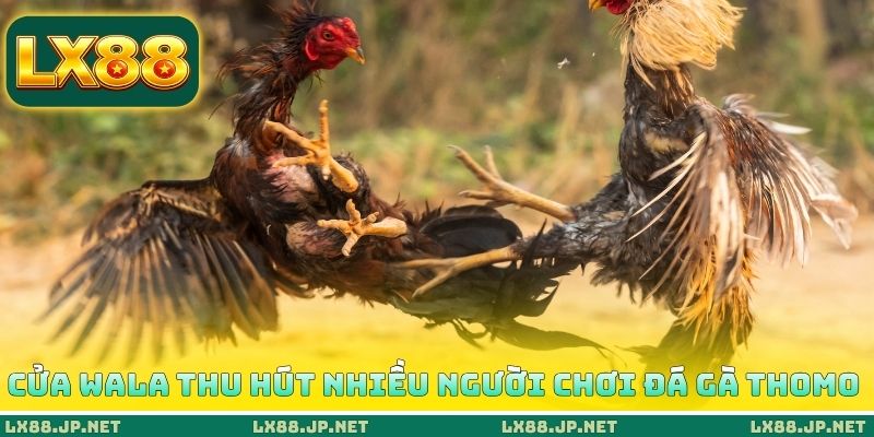 Cửa Wala thu hút nhiều người chơi đá gà Thomo Cửa Wala thu hút nhiều người chơi đá gà Thomo
