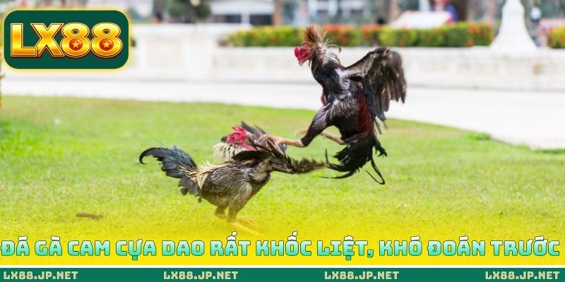 Đá gà Cam cựa dao rất khốc liệt, khó đoán trước Đá gà Cam cựa dao rất khốc liệt, khó đoán trước