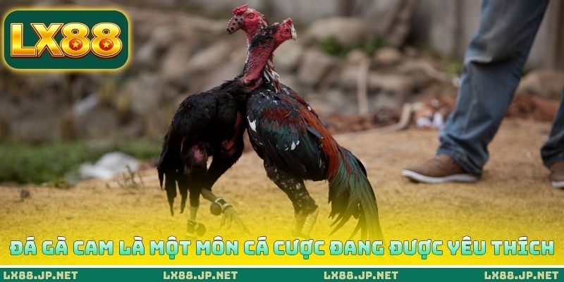 Đá gà Cam là một môn cá cược đang được yêu thích Đá gà Cam là một môn cá cược đang được yêu thích