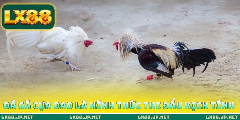 Đá gà cựa dao là hình thức thi đấu kịch tính Đá gà cựa dao là hình thức thi đấu kịch tính