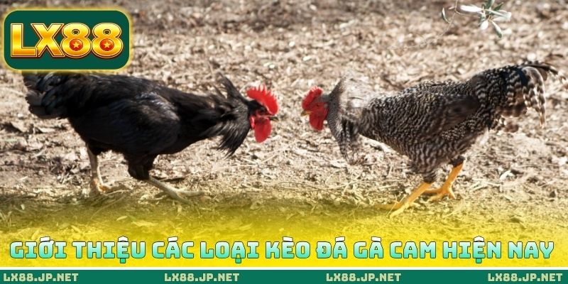Giới thiệu các loại kèo đá gà Cam hiện nay Giới thiệu các loại kèo đá gà Cam hiện nay