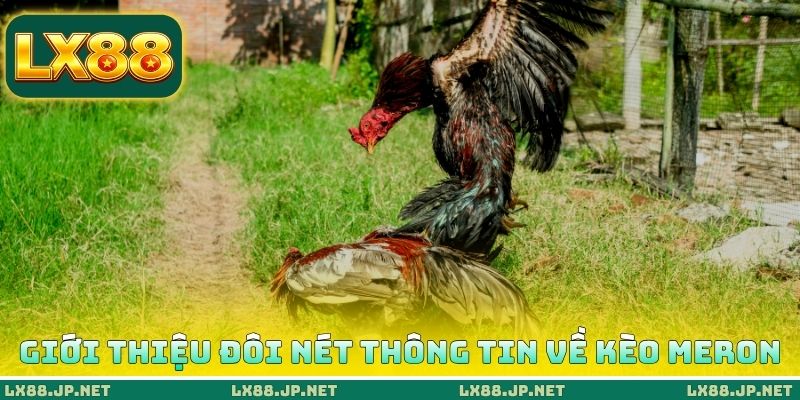 Giới thiệu đôi nét thông tin về kèo Meron Giới thiệu đôi nét thông tin về kèo Meron