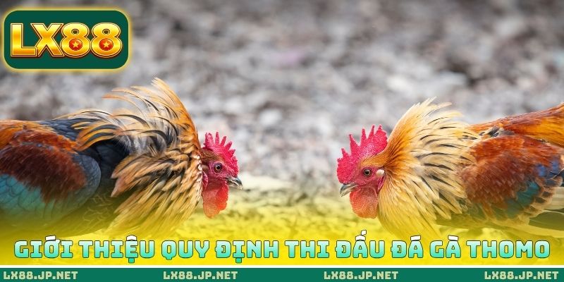 Giới thiệu quy định thi đấu đá gà Thomo Giới thiệu quy định thi đấu đá gà Thomo