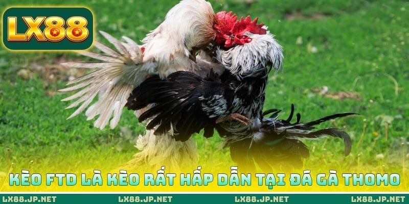 Kèo FTD là kèo rất hấp dẫn tại đá gà Thomo Kèo FTD là kèo rất hấp dẫn tại đá gà Thomo