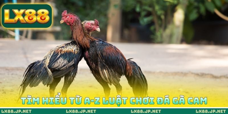 Tìm hiểu từ A-Z luật chơi đá gà Cam Tìm hiểu từ A-Z luật chơi đá gà Cam